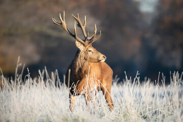 Close up of a Red deer stag in winter