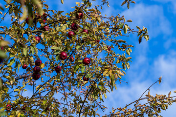 Ripe apples hanging on a tree in the orchard