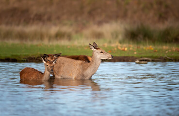 Red deer hind with a calf in water