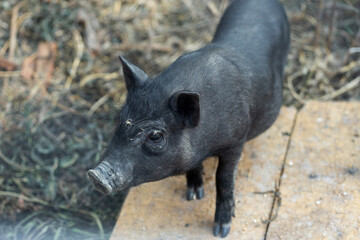 Cute black baby-pigs on the farm