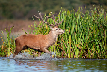 Red deer stag walking in water during rutting season
