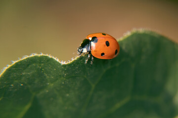 Naklejka premium ladybird on leaf