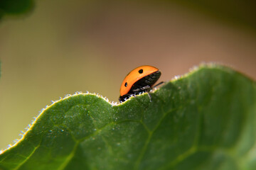 ladybird on leaf