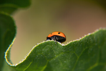 ladybird on leaf