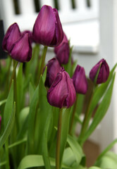 Negrita Triumph Tulip, flowers bloom with absolutely stunning deep purple hue