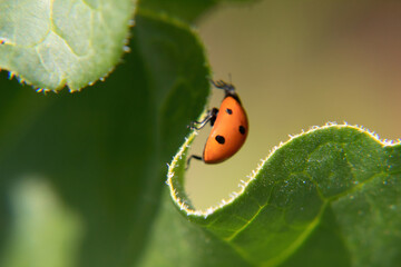 ladybird on leaf