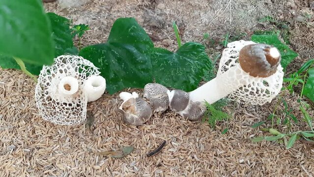 Mushrooms in rice fertilizer, Phallus indusiatus