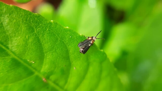 Ladybug on leaf, Net-winged beetle, 