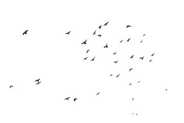Flocks of flying pigeons isolated on white background.