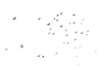 Flocks of flying pigeons isolated on white background.