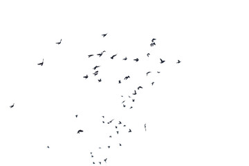 Flocks of flying pigeons isolated on white background. - 574370812