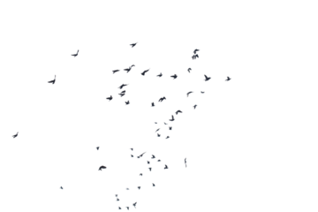 Flocks of flying pigeons isolated on white background.