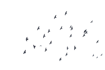 Flocks of flying pigeons isolated on white background.