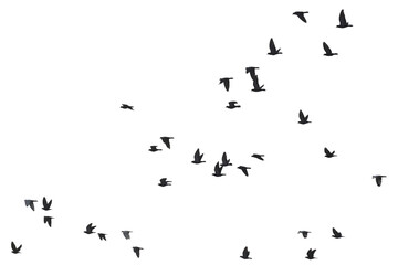 Flocks of flying pigeons isolated on white background.