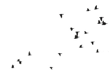 Flocks of flying pigeons isolated on white background.