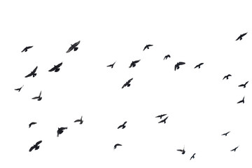 Flocks of flying pigeons isolated on white background.
