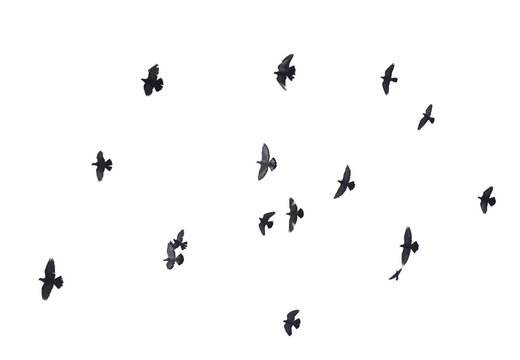 Flocks of flying pigeons isolated on white background. © krsprs