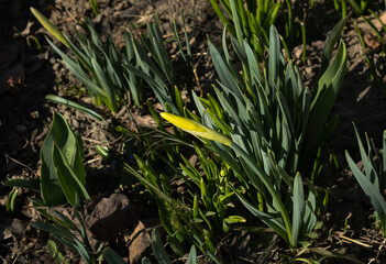 Obraz premium closed bud of narcissus against the background of green leaves in the garden. First spring flowers on the ground
