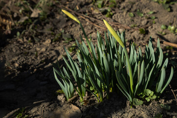 selective focus on two buds of daffodils in the garden. Concept of new life in nature.