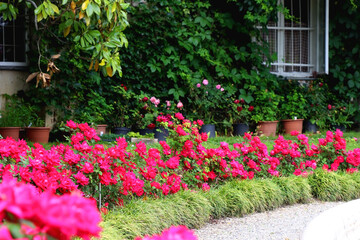 Cottage with rustic window and wall covered with vine. Pink roses growing in the garden. Selective focus.