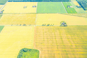 Green field spring season. Aerial view. Wheat.