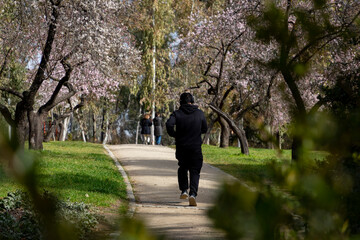 Quinta de los Molinos. Flower. Spring. Community of Madrid park at the time of the flowering of almond and cherry trees in the streets of Madrid, in Spain. Spring 2023.