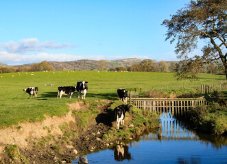 Watering Hole