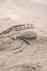 fotografia animal, Panama - bocas del toro - playa soropta.