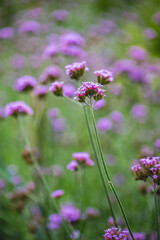 Close up purpletop vervain flower with blur nature background