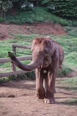 Portrait of small elephant in the rural of thailand