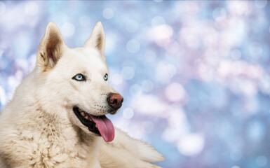 Cute young smart dog pet