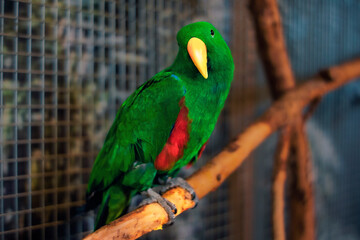 Obraz premium Beautiful green big parrot