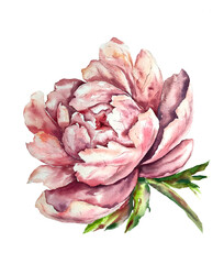 Watercolor botanical floral illustration spring garden plants flowers on white background pink pastel color peony