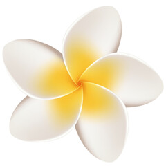 frangipani flower isolated on a white background - design flower element
