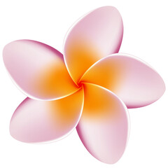 frangipani flower isolated on a white background - design flower element