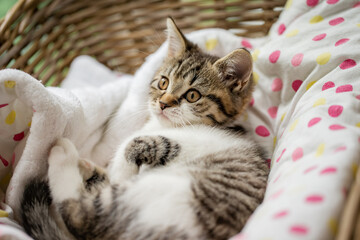Katze, Getigerte Hauskatze im Körbchen im Wohnzimmer liegt und kuschelt im Körbchen
