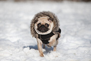 Pug dog running in the snow