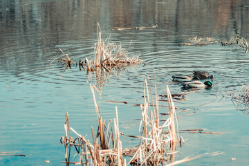 Three ducks swim through a pond while looking for food.