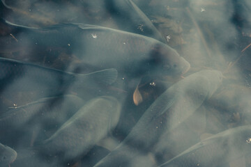 Fototapeta premium A school of large fish gather in a pond just below the water's surface.