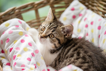 Katze, Getigerte Hauskatze im Körbchen im Wohnzimmer liegt und kuschelt im Körbchen