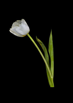  beautiful blooming white tulip flower on a black background
