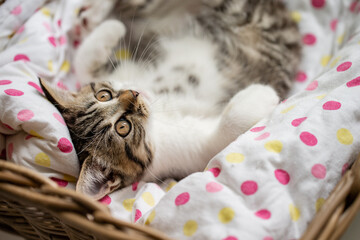 Katze, Getigerte Hauskatze im Körbchen im Wohnzimmer liegt und kuschelt im Körbchen
