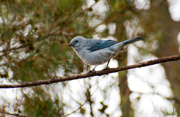 Peruvian Sierra Finch