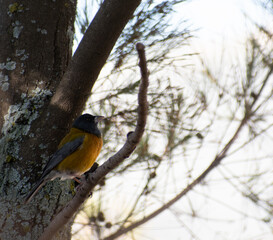 Blue-and-yellow Tanager