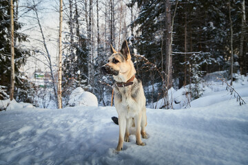 Dog German Shepherd outdoors in the forest in a winter day. Russian guard dog Eastern European Shepherd in nature on the snow and white trees covered snow