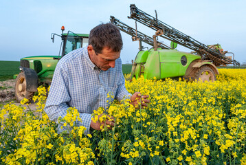 Traitement insecticide sur colza contre le charancon. Agriculteur observant la présence charançon...