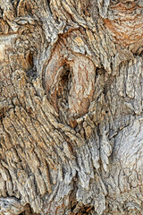 Fragment of an old tree bark. Expressive close-up texture with a hint of erotic content.