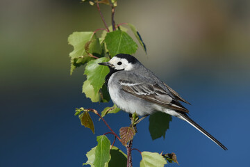White wagtail (Motacilla alba) perched on a birch in summer.