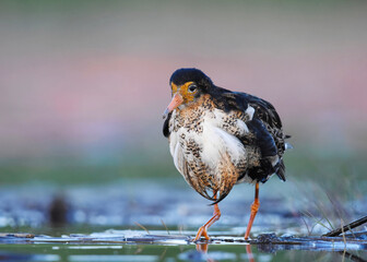 Ruff (Calidris pugnax) male in the wetlands at dusk looking for food in summer.	
