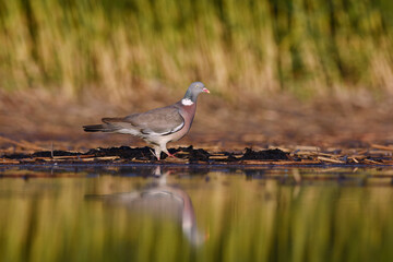 Common wood pigeon (Columba palumbus) in the wetlands in summer.
